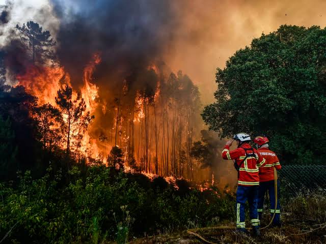 Incendios forestales en Portugal terminan con mil hectáreas de bosque