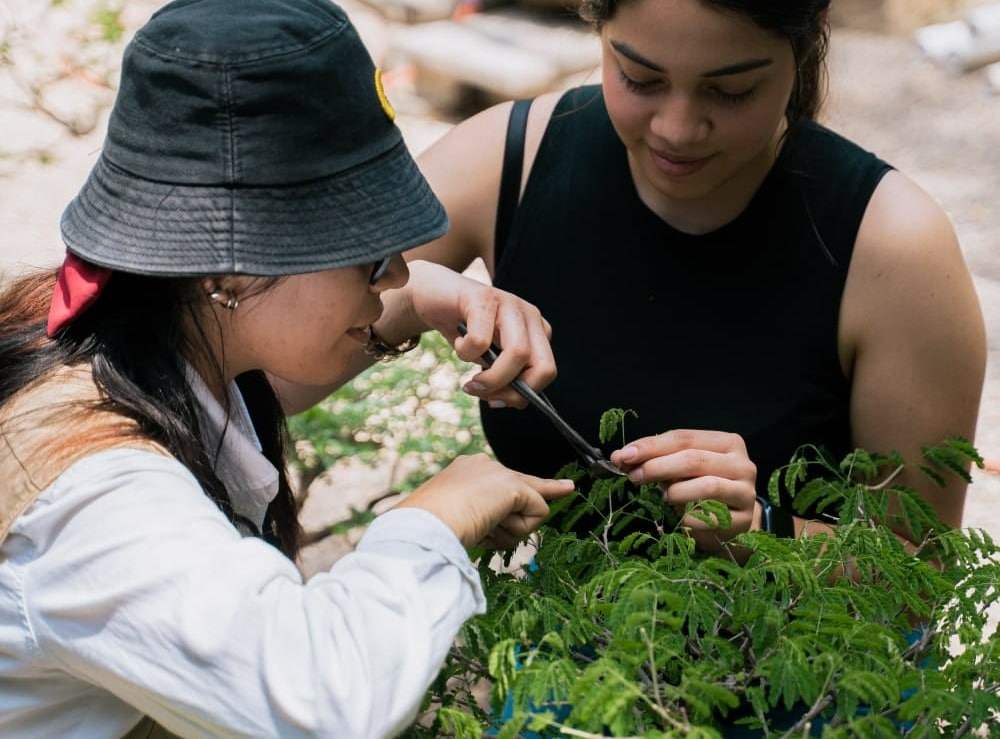 Mujeres podando árboles miniatura