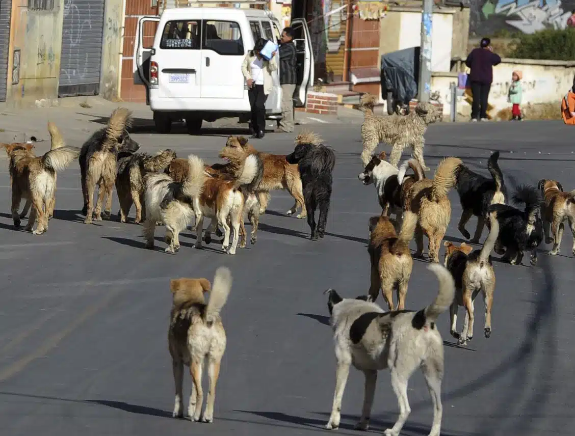 Jauría de perros en Hidalgo