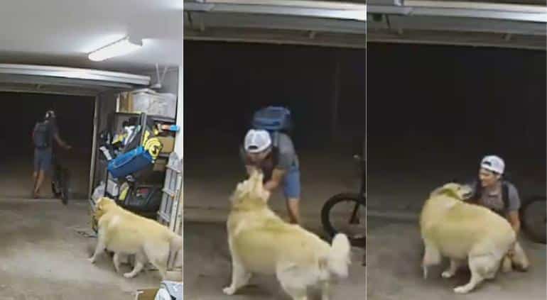 Ladrón simpatico con perro