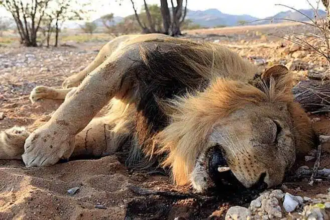 León africano se podría sumar a la lista de especies en peligro de extinción