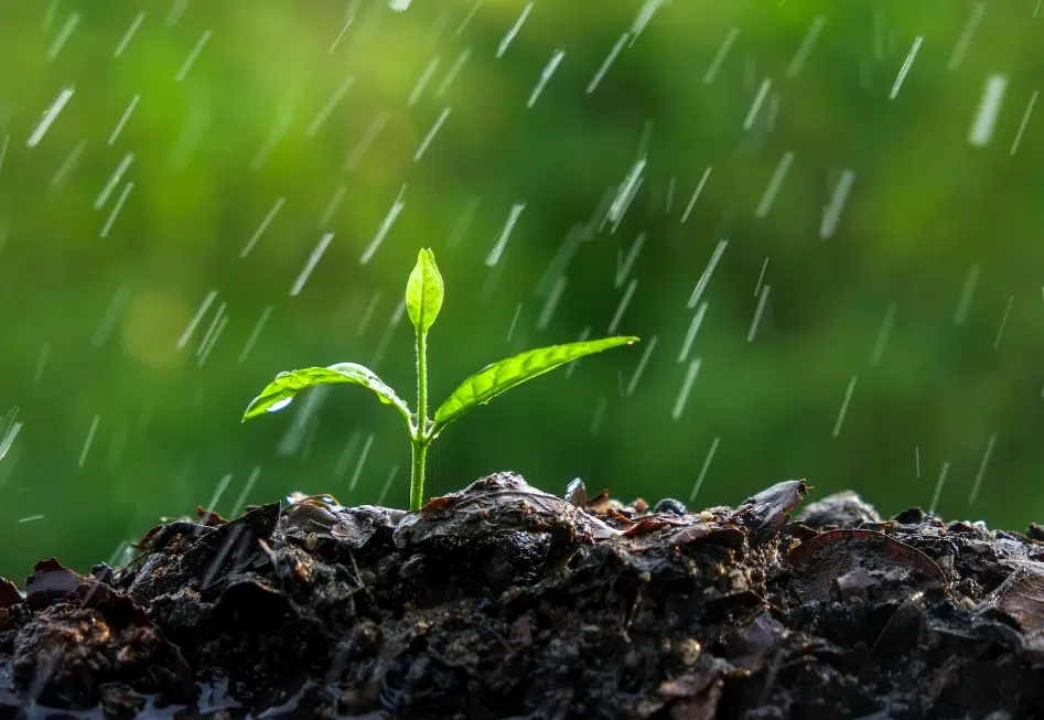 Gotas de lluvia cayendo sobre una planta