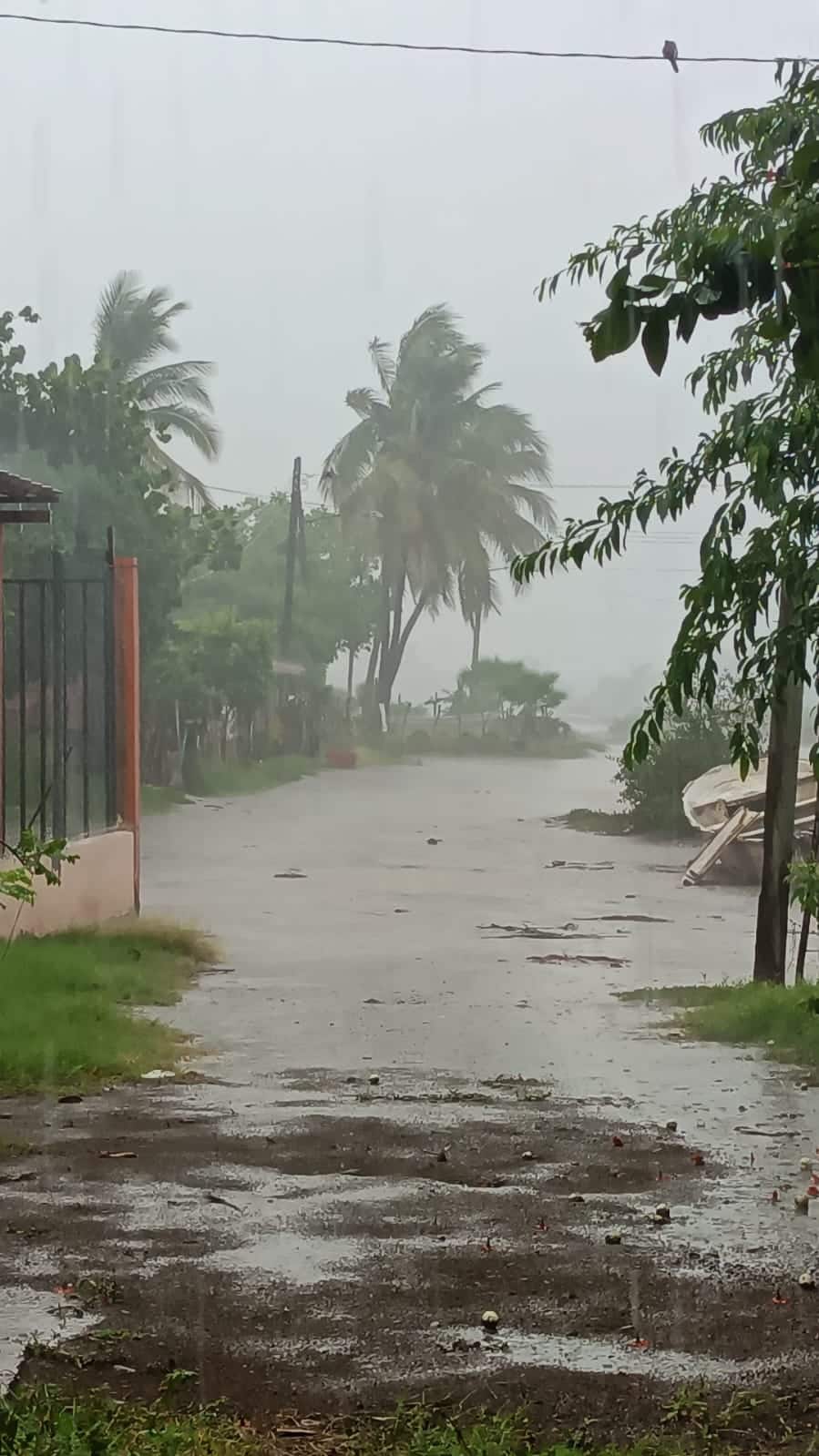 Lluvia, calle encharcada, árboles y palmeras