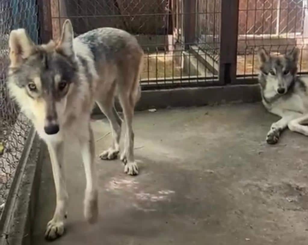 2 lobos canadienses, uno parado y el otro acostado