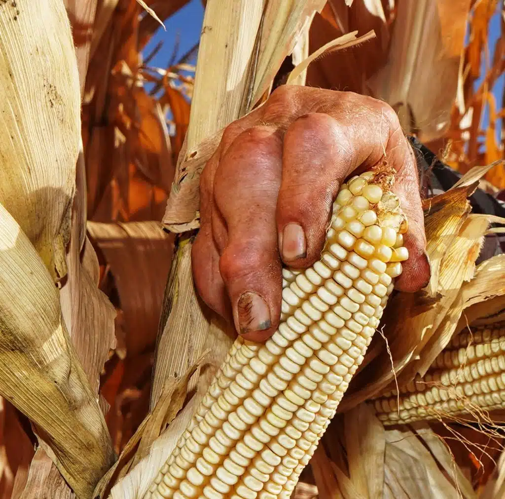 Manos sujetando un maíz