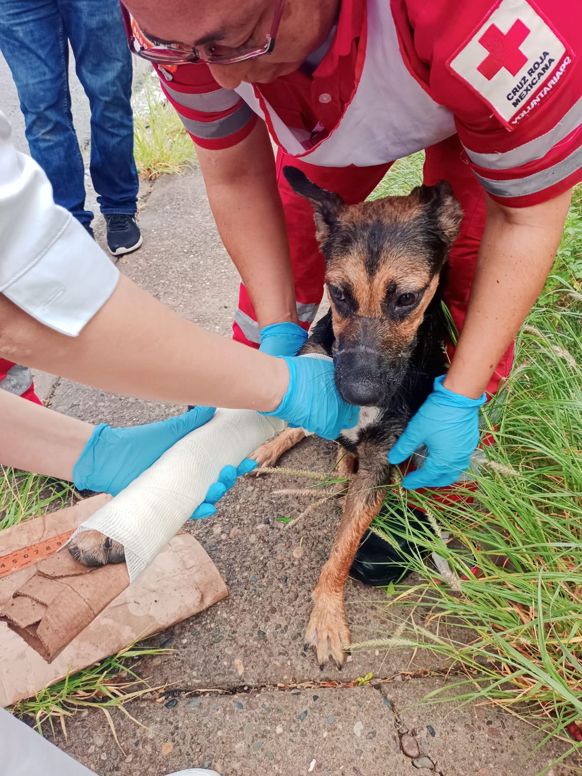 Matilda fue auxiliada por paramédicos de Cruz Roja.