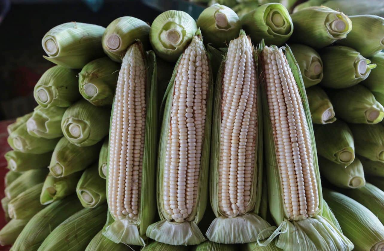 Varias mazorcas de maíz blanco