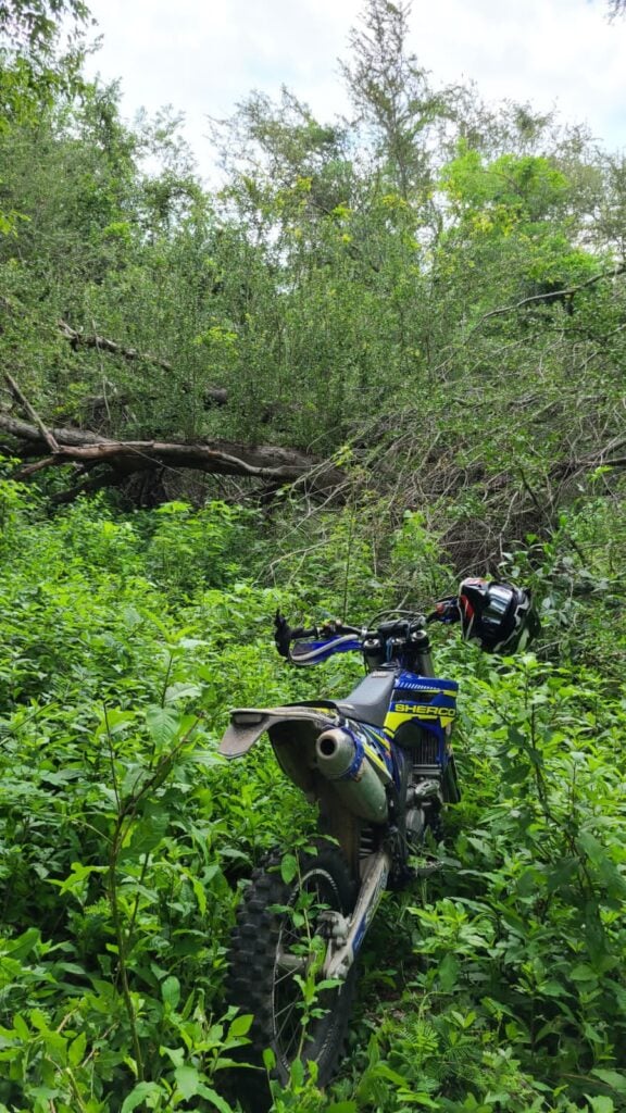 Árboles, motocicleta entre el arbusto