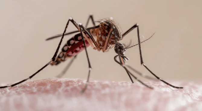 Mosquito del dengue
