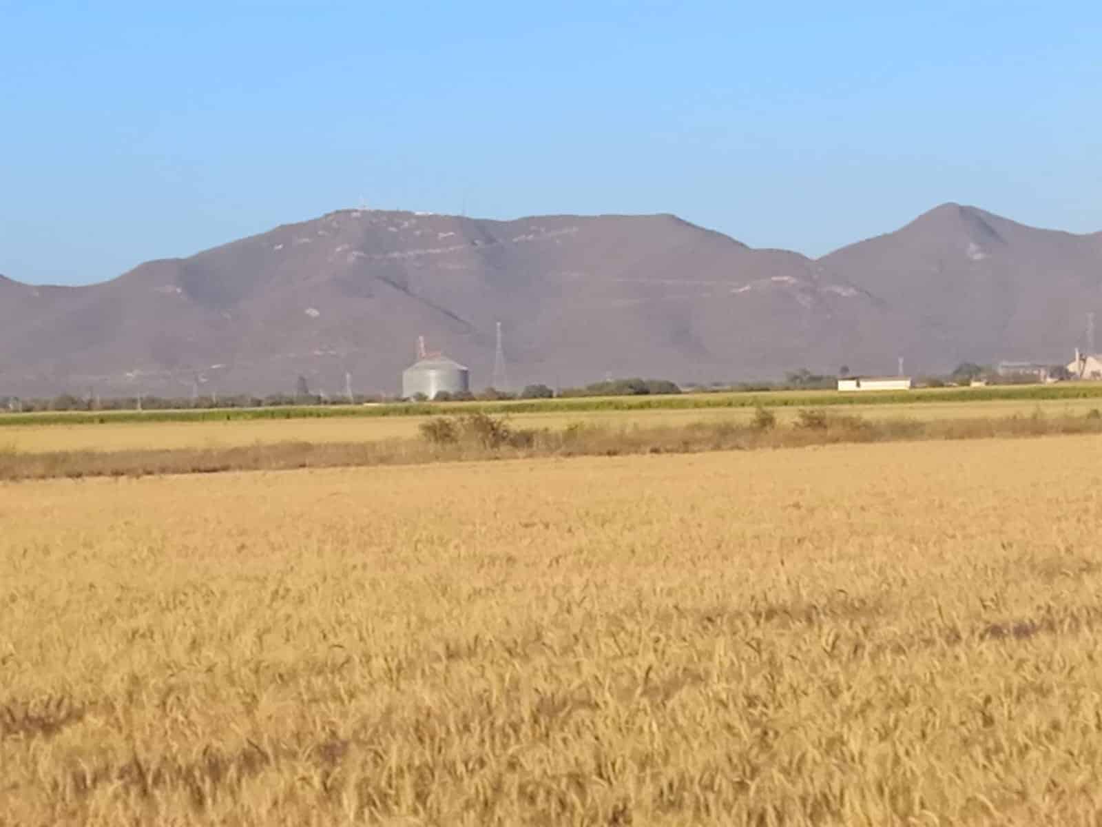 SIEMBRA DE TRIGO