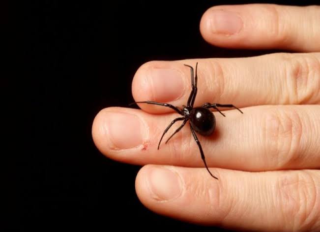 Niño se deja picar por una viuda negra; quería ser Spider-Man