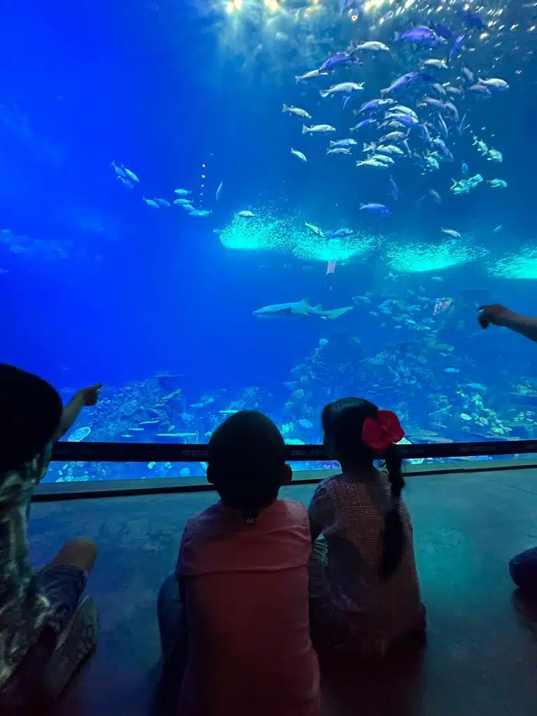 Los pequeñines tuvieron la oportunidad de visitar cada una las 19 salas del acuario.