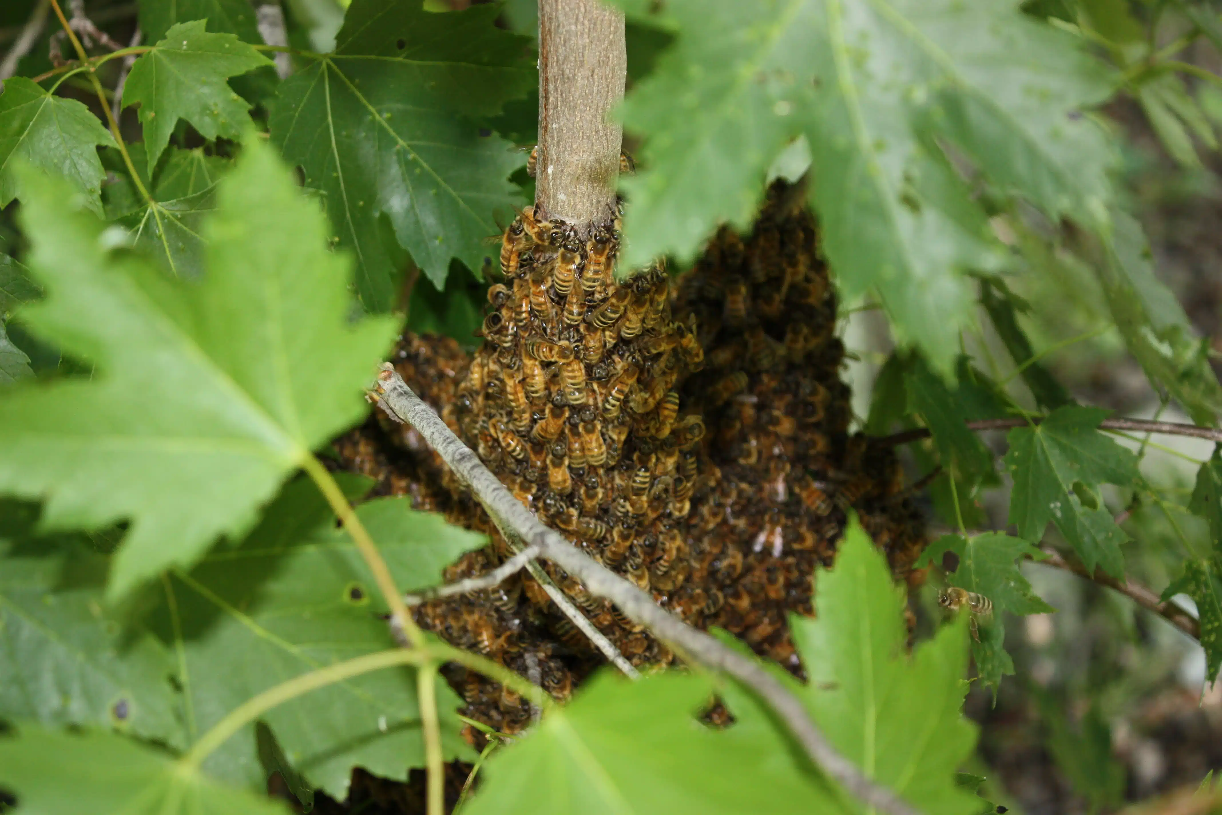 precauciones con las abejas