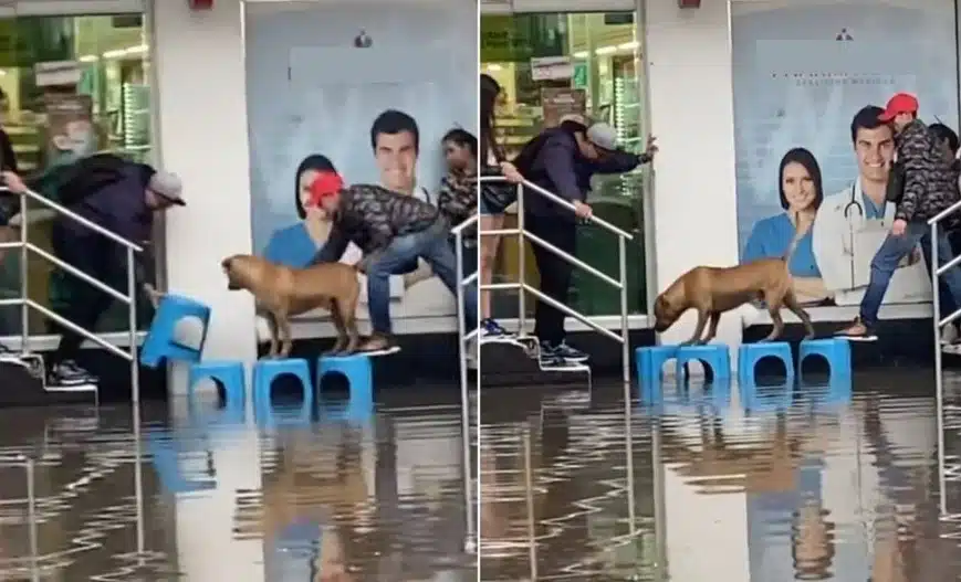 Ayudan a perrito a cruzar inundación en Iztapalapa