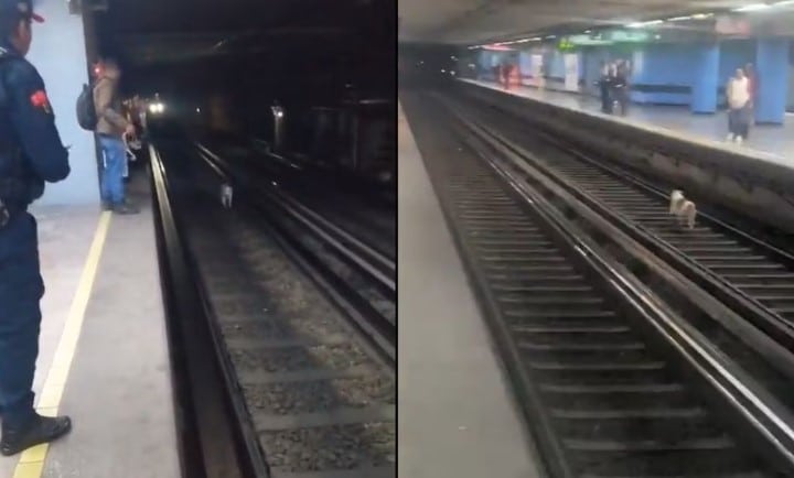 Rescatan a perrito de las vías del Metro CDMX