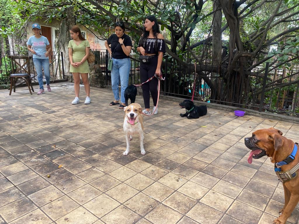 Perritos en adopción