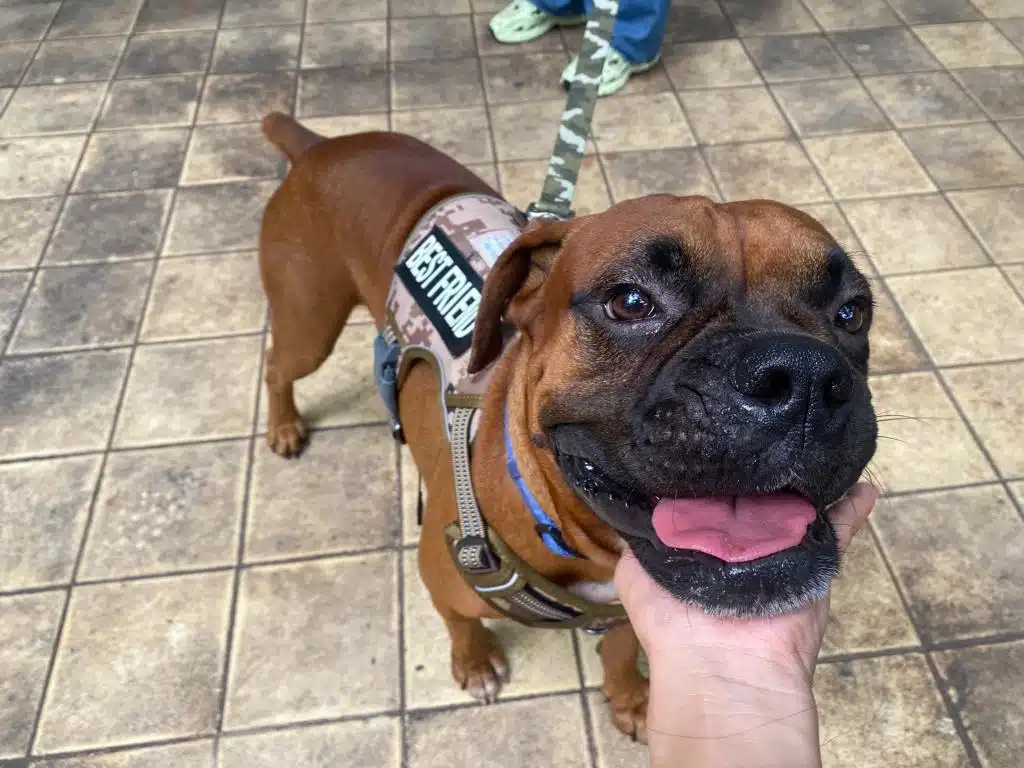 Perrito sonriendo