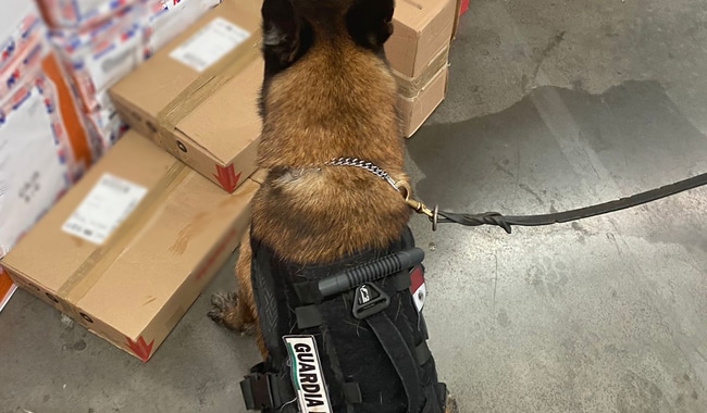 Perro en operativo de Guardia Nacional