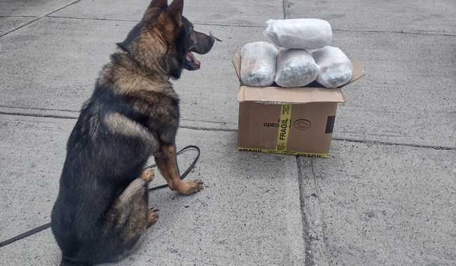 Perros de la GN descubren paquetes de mariguana