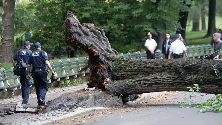 Recibirá 5.5 mdd como indemnización por caerle un árbol en Central Park