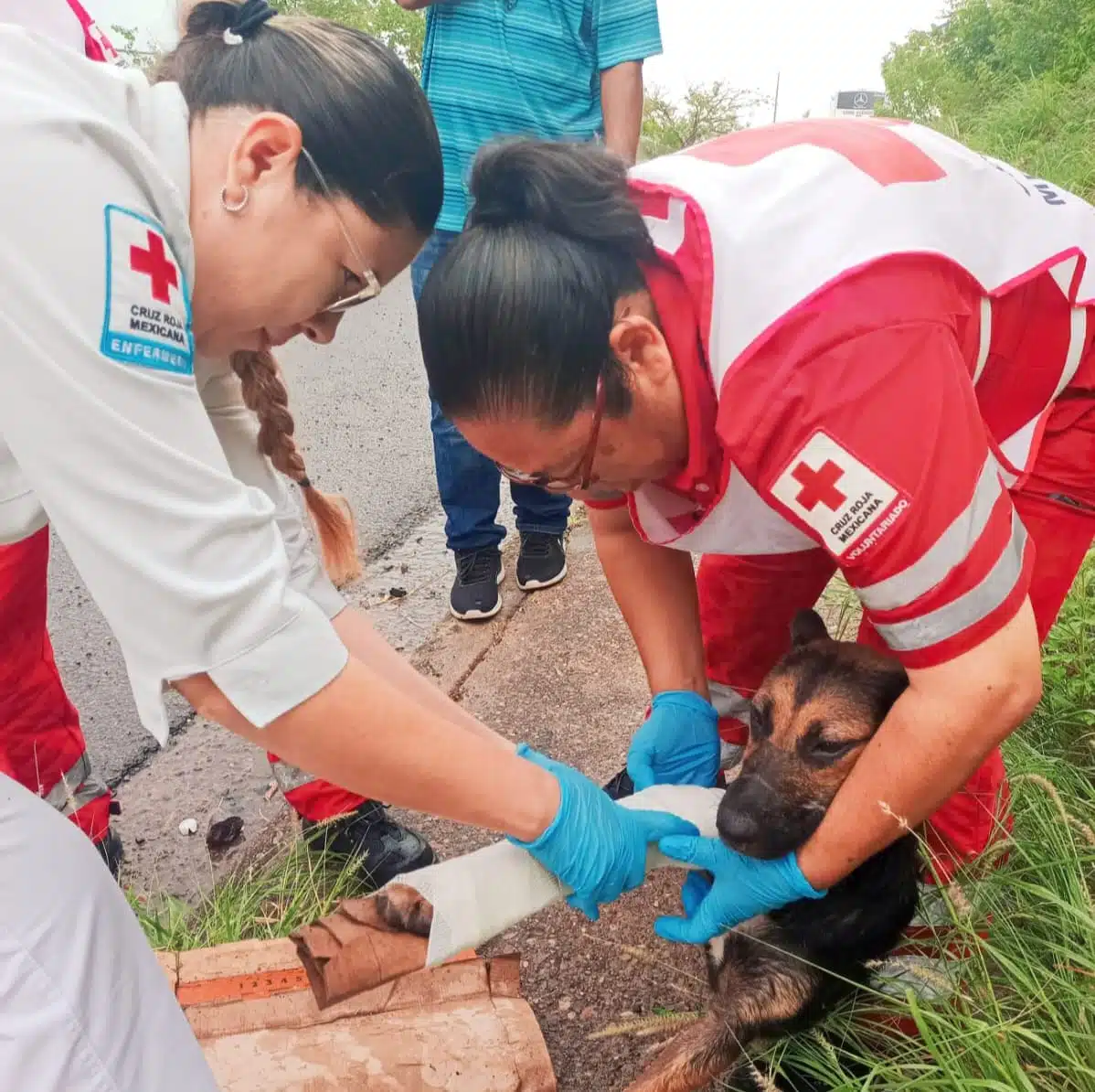 Paramédicos de Cruz Roja Culiacán brindaron auxilio a la perrita Matilda.