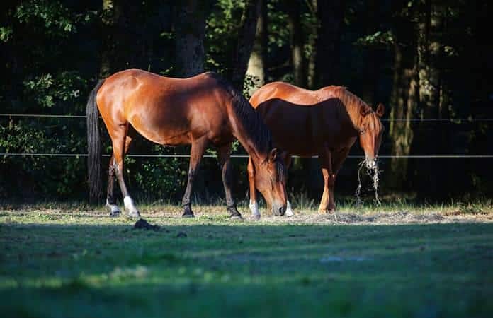 Roban caballos y enseguida venden su carne en el mercado negro