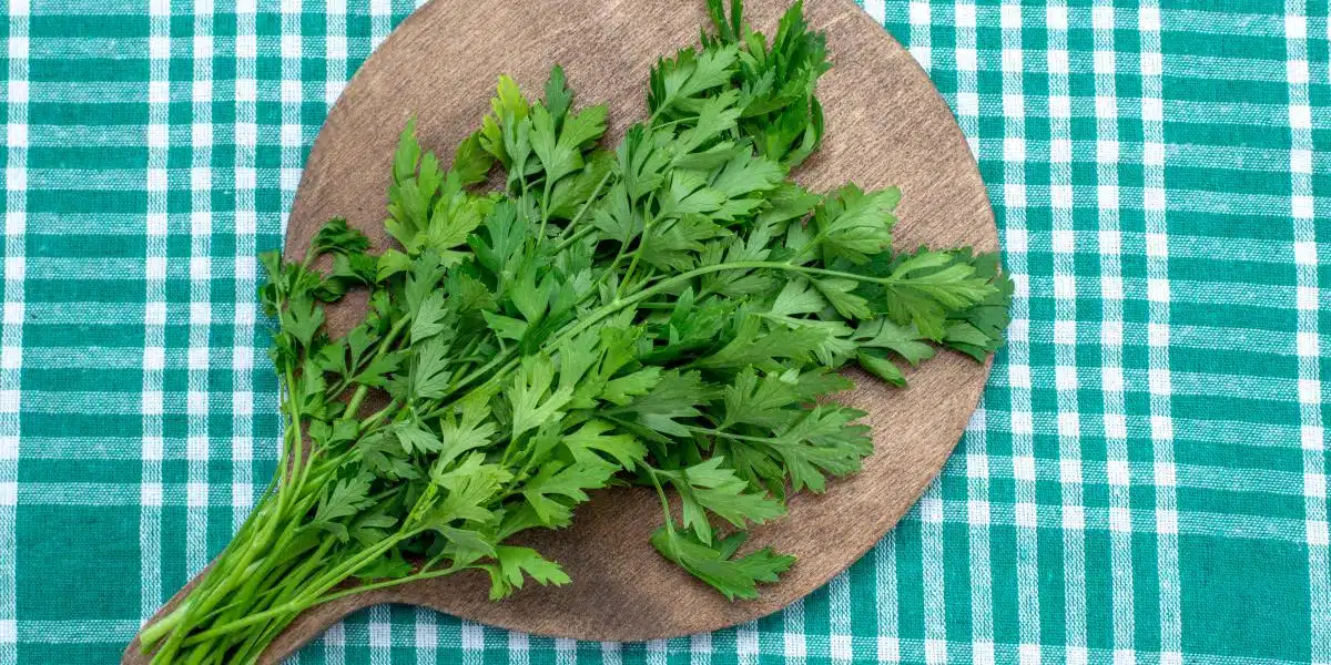 Sabías que el perejil también se puede tomar como té