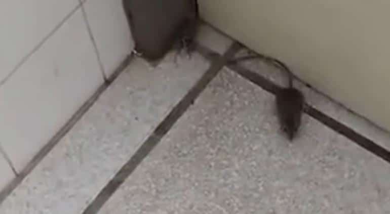 Rata en hospital de BCS