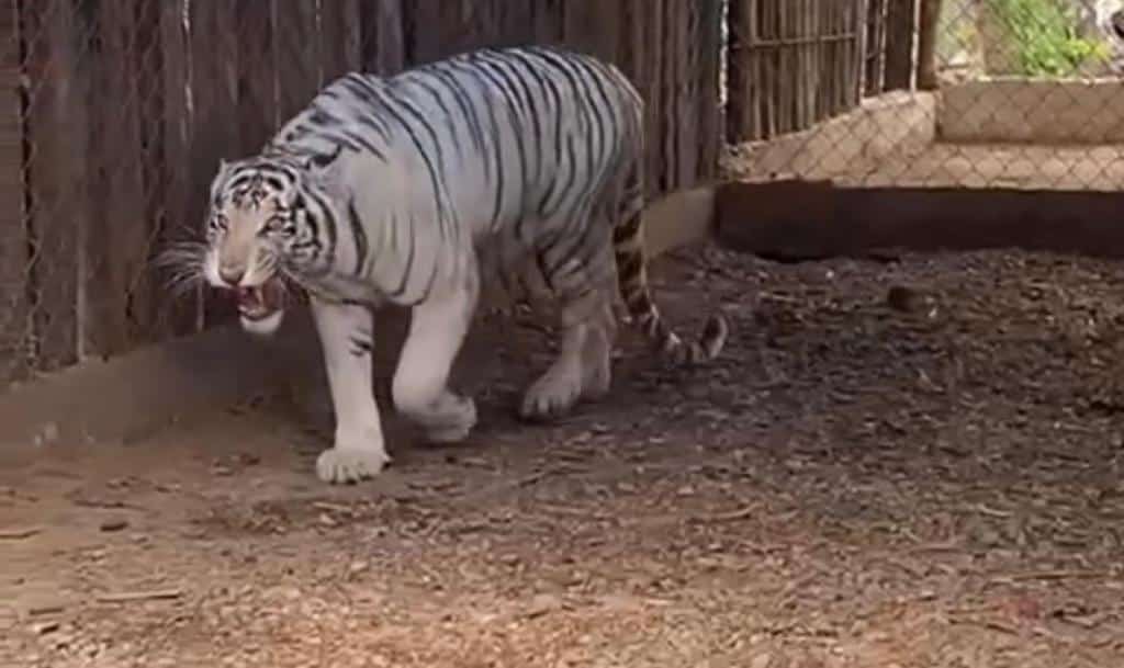 Un tigre con el hocico abierto