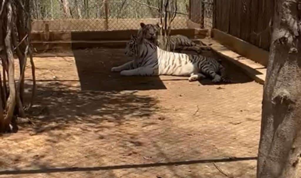2 tigres de bengala acostados