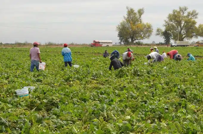 Trabajadores agrícolas en un campo