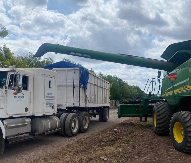 Trilladora vacía grano en un camión recolector