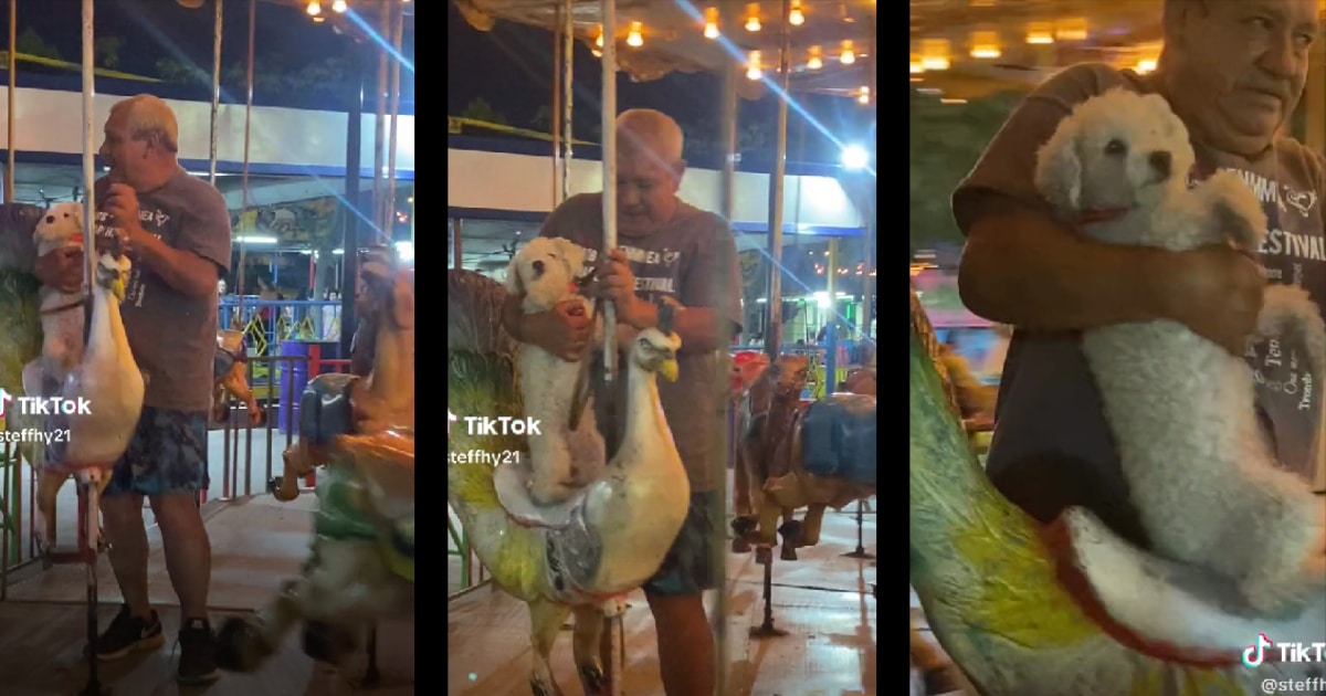 Perrito paseando en carrusel de feria