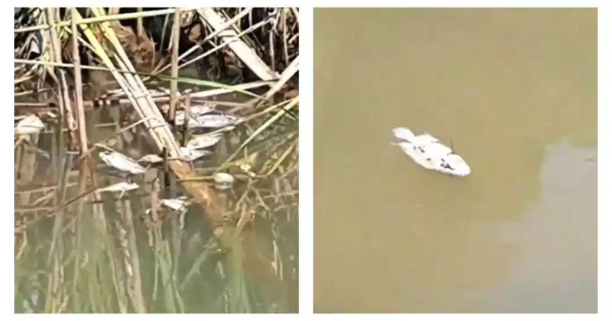 Peces muertos dentro de un canal de riego en Ahome