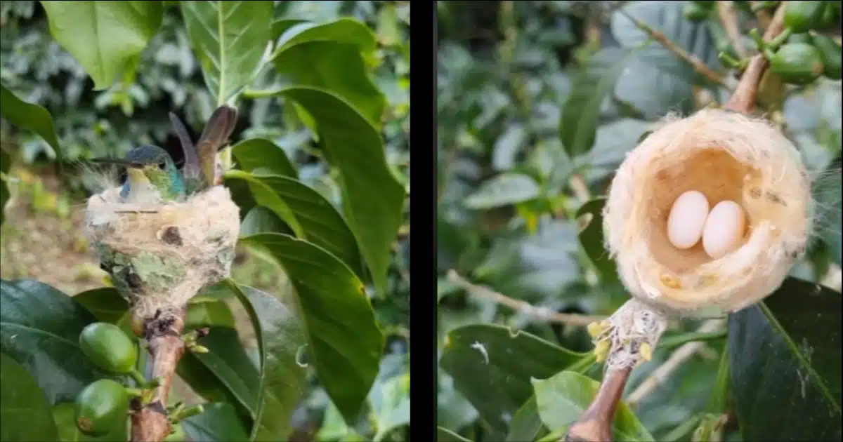 A la izquierda: un colibrí en su nido. A la derecha: el nido de un colibrí con dos pequeños huevos
