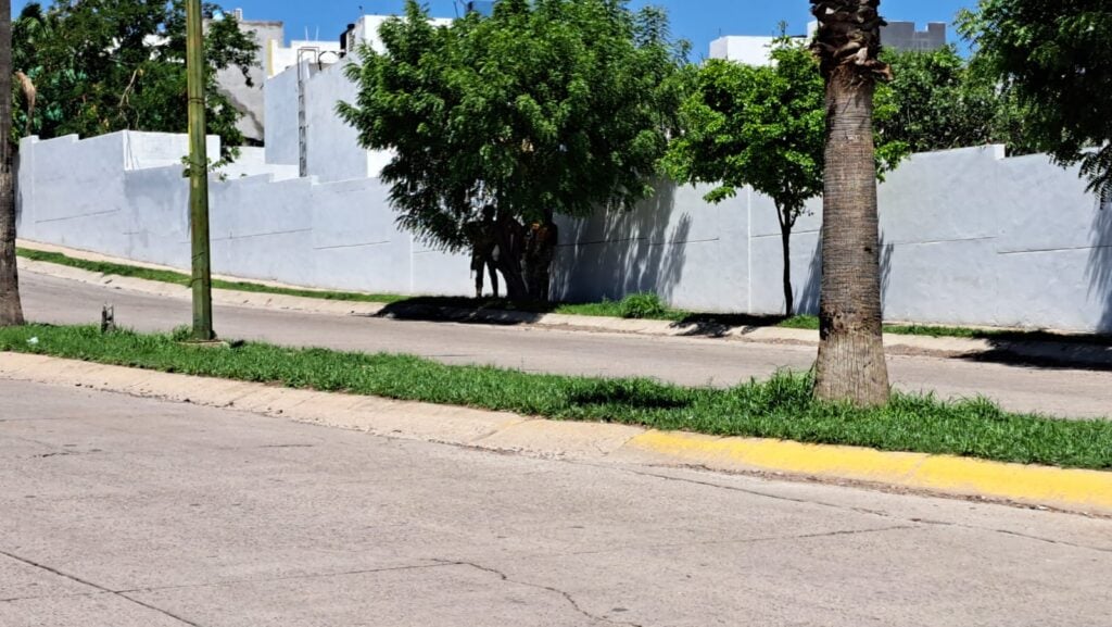 Personas debajo de la sombra de un árbol, barda de una privada, camellón, palmeras y calle