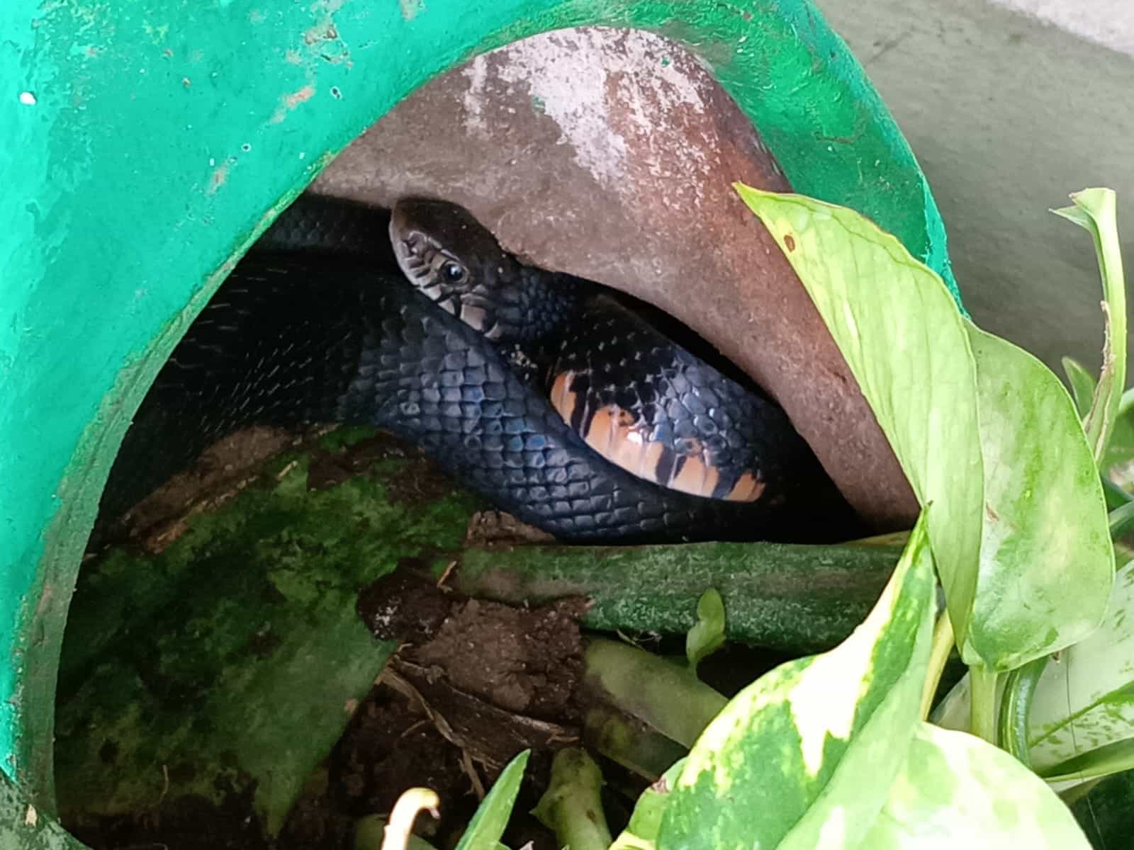 Víbora les pega tremendo susto a habitantes de una vivienda en Monte Verde, Mazatlán