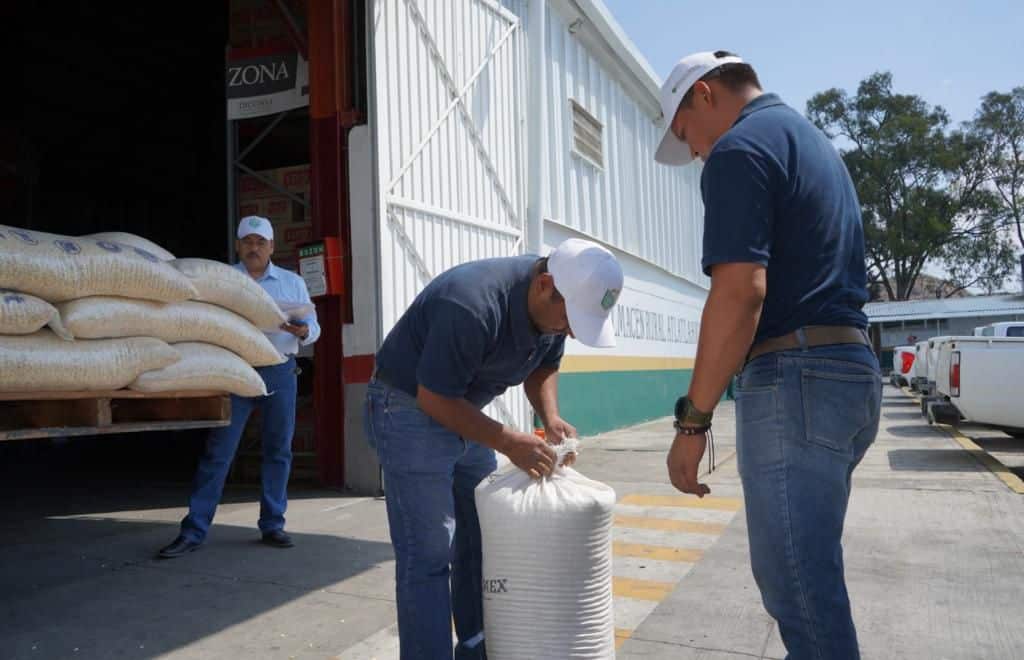 ¡Atención productores! Hay avance en compras de maíz blanco en pequeña y mediana escala: Segalmex
