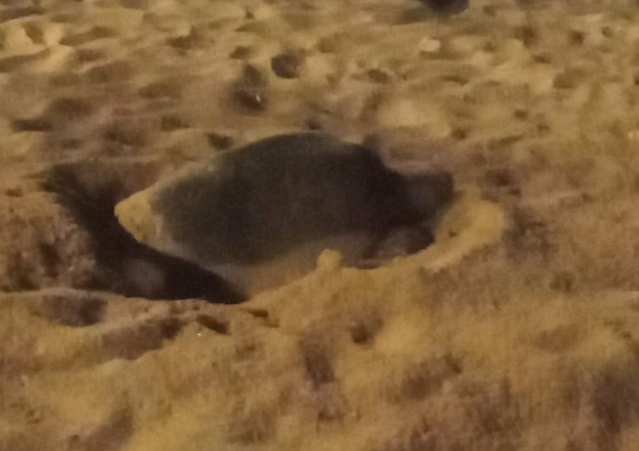Resguardan en Mazatlán 193 nidos de tortugas marinas en las últimas dos semanas
