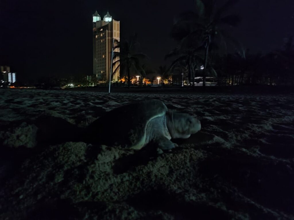 Resguardan en Mazatlán 193 nidos de tortugas marinas en las últimas dos semanas