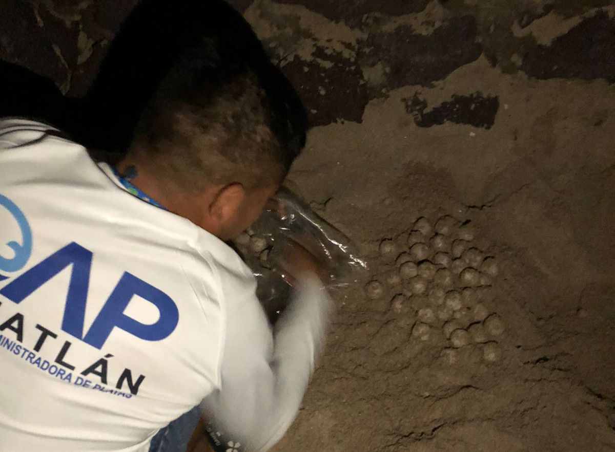 Resguardan en Mazatlán 193 nidos de tortugas marinas en las últimas dos semanas