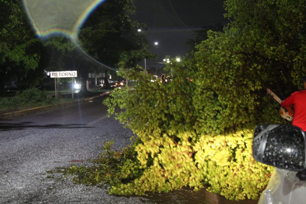 ¡Precaución! Árboles caídos tras lluvias en la Culiacán-Navolato