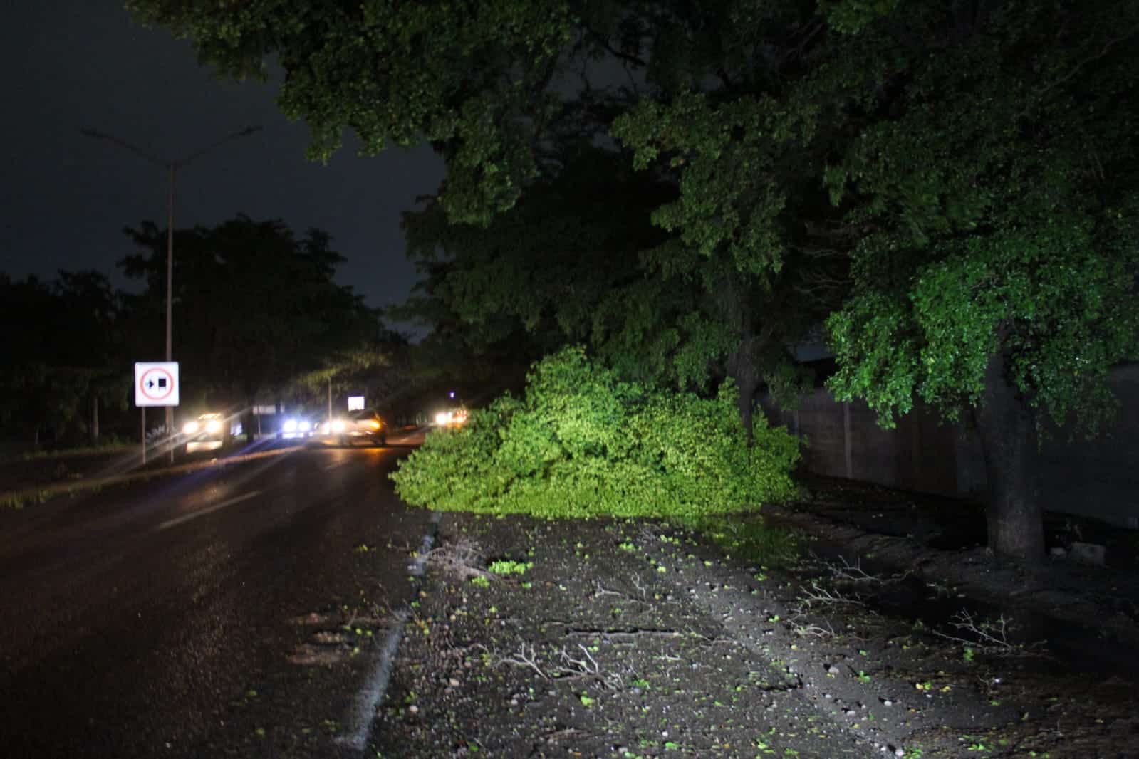 ¡Precaución! Árboles caídos tras lluvias en la Culiacán-Navolato