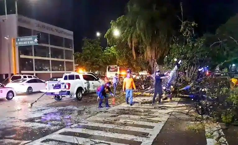 Caos vial por otro árbol caído en el sector Tres Ríos de Culiacán, tras fuerte tromba