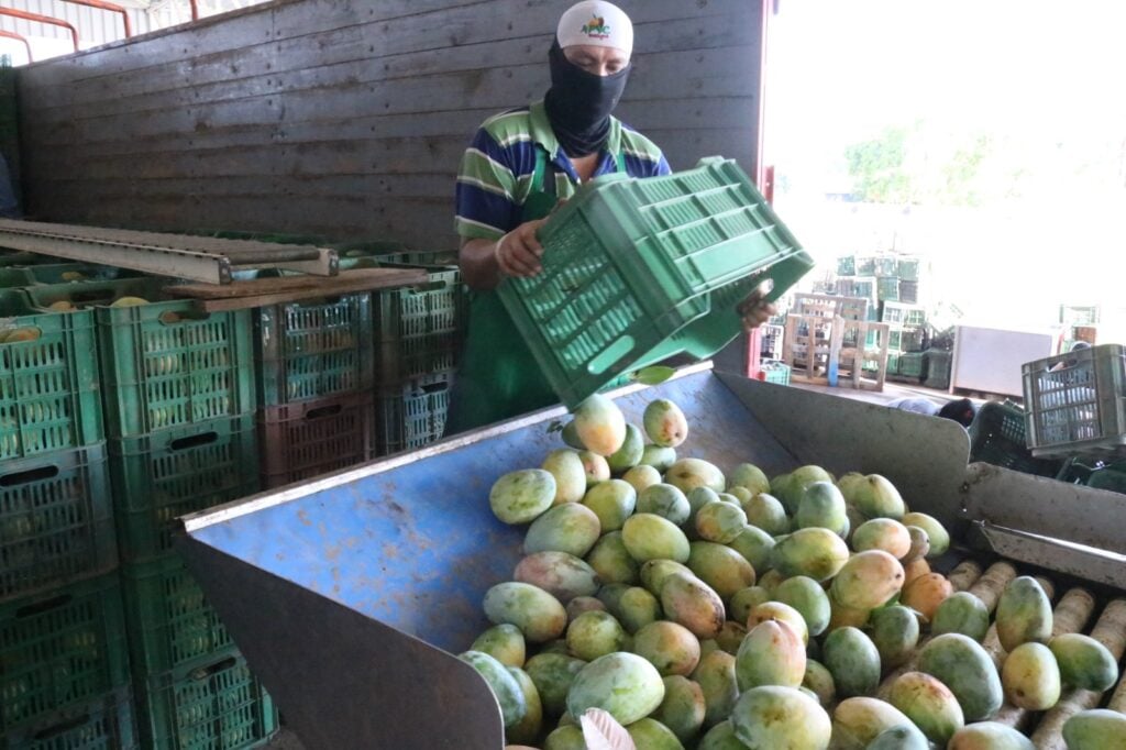 Mango en la zona norte del estado.