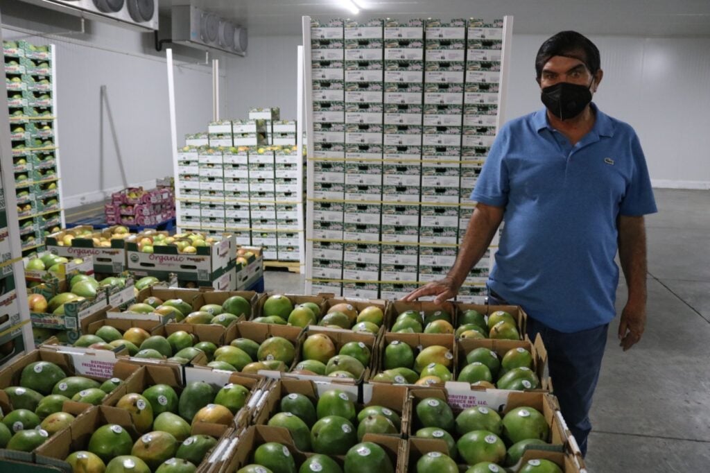 Las decenas de mangos a punto de distribuirse.