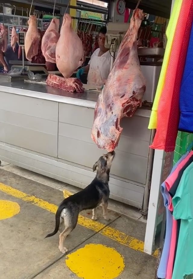 Momento en el que el animal de cuatro patas empieza a robar la carne 