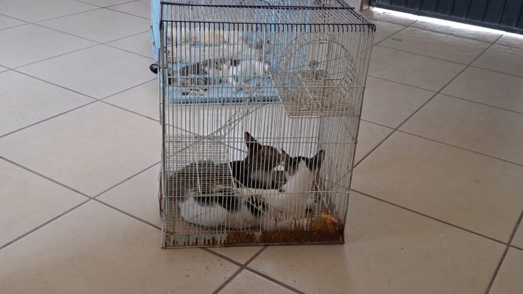 Gatitos dormidos dentro de una jaula