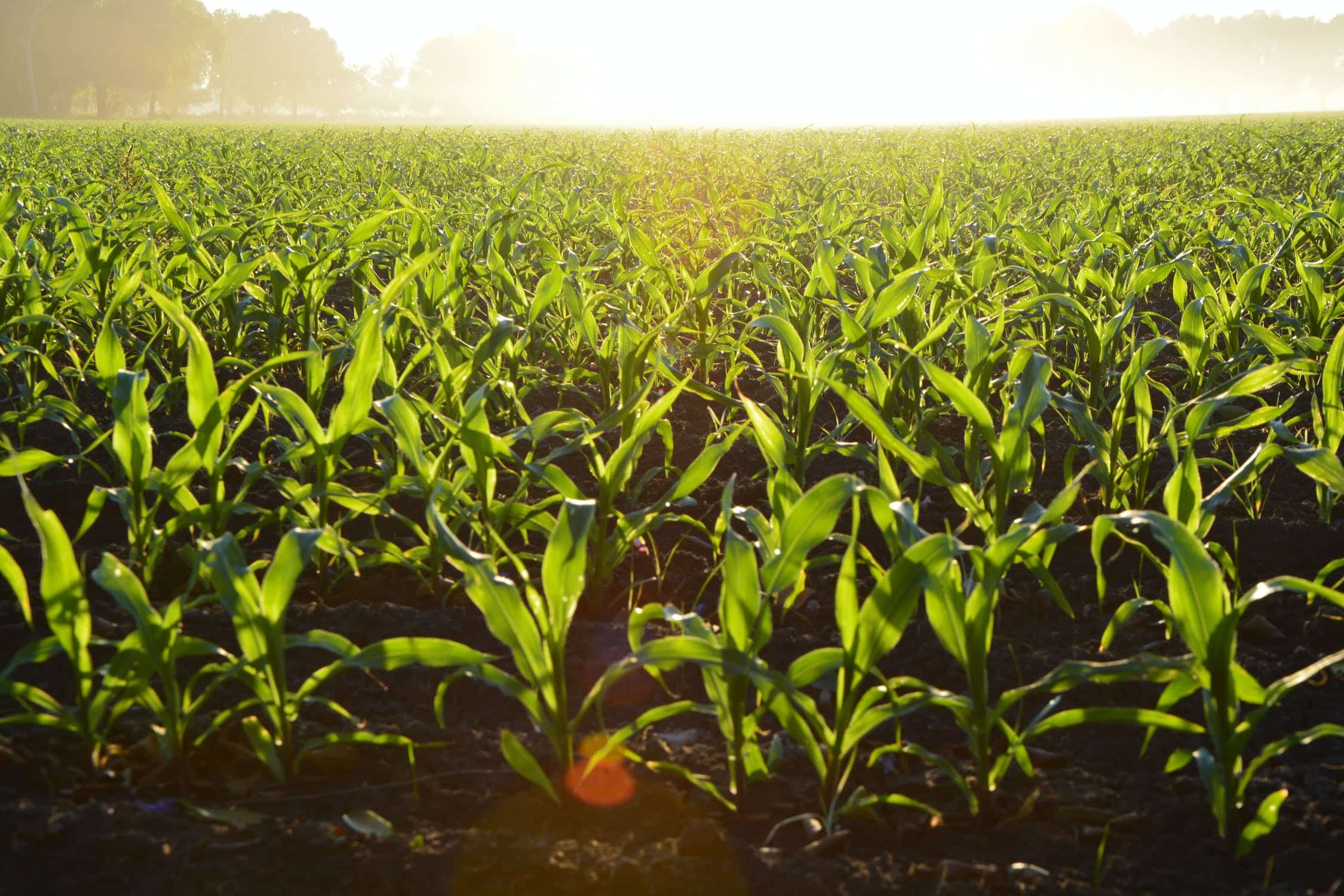 AGRICULTURA SINALOA