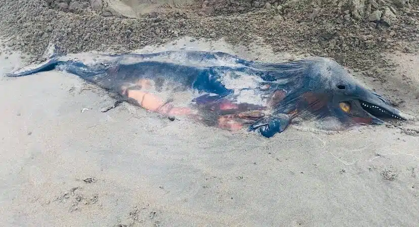 Cadáver de delfín en Bellavista